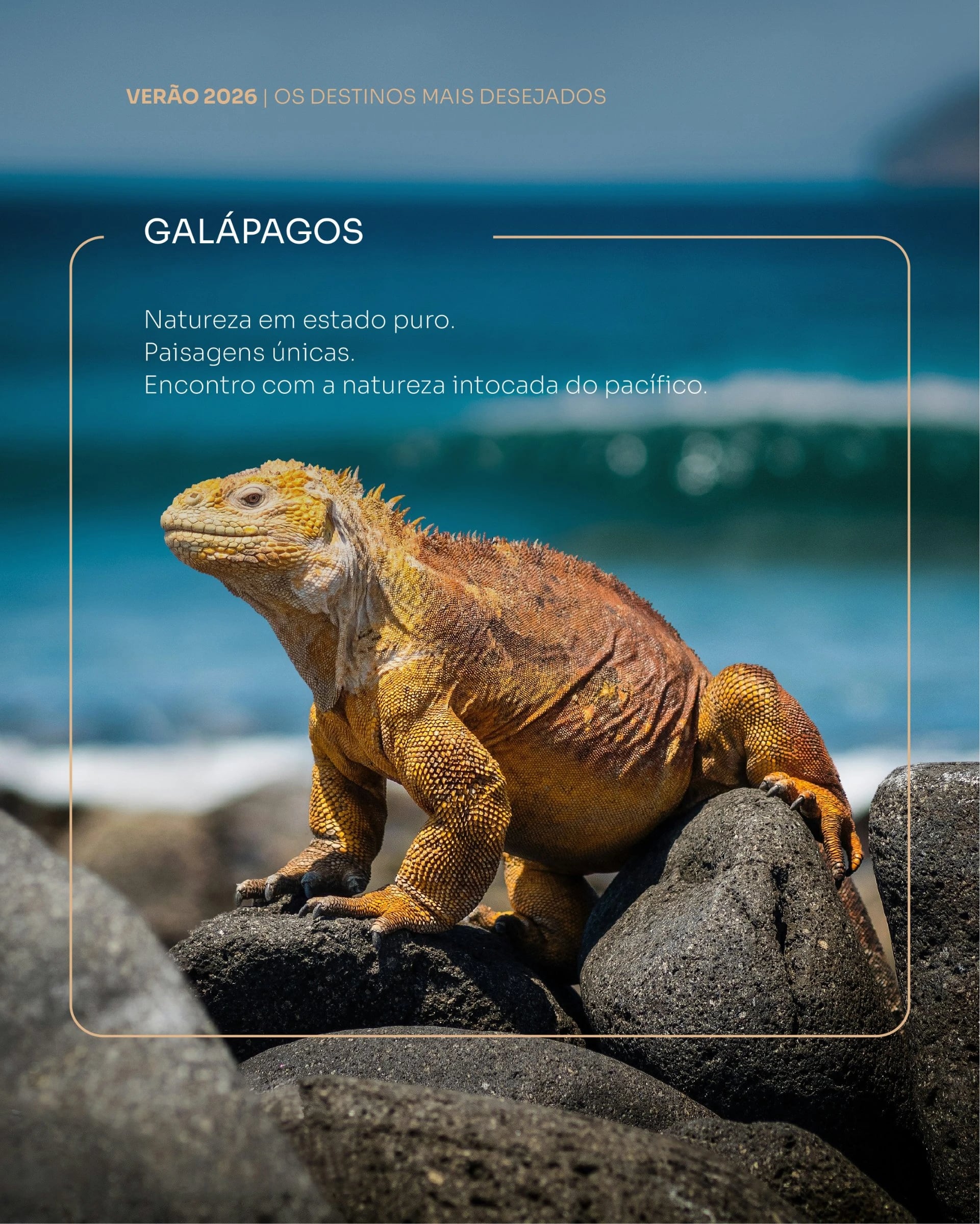Iguana amarela em rochas vulcânicas frente ao mar, com os textos "Verão 2026" e "Galápagos"